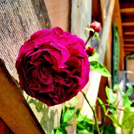 Farm stay Binterhof Rosalpina App